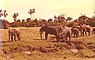 KENIA 1971_Elefanten im 'Tsavo-Nationalpark'_Jochen A. H�bener 