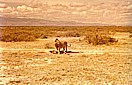 KENIA 1971_im 'Amboseli Nationalpark'_L�we mit gerade gerissenem Gnu_Jochen A. H�bener