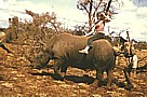 KENIA 71_eine wagemutige Freundin auf einem nicht ganz wilden Nashorn_besonders lustig ist das Auf- und Absteigen ... allein die Vorstellung, das Nashorn h&auml;tte mal einen schlechten Tag, z.B. Zahnschmerzen oder ... besser noch ... m&uuml;�te mal ordentlich pupen oder der 'Ranger' w�rde sich zu fest am Schwanz des Nashorn festhalten ... 