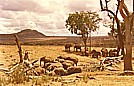 TANSANIA 1971_in der SERENGETI_Jochen A. H�bener