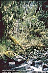 UGANDA_Ruwenzori mountain range_native tropical rainwood, like a primeval world ...what nature_backpack - trip through Eastern-, Central- and Southern AFRICA 1991-92 with my friend Andr� Zeidler_Jochen A. H�bener