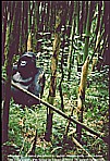 RUANDA_Gorilla_near Dian Fossey�s ...what a feeling_backpack - trip through Eastern-, Central- and Southern AFRICA 1991-92 with my friend Andr� Zeidler_Jochen A. H�bener