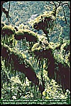 1992_RUANDA_tropical rain forest near former Dian Fosseys gorilla station_Jochen A. H�bener