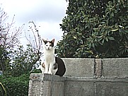 K�tzchen auf dem Gel�nde der 'casa Conchita' in Tijarafe Isla LA PALMA 2010 