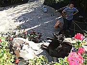 2 junge K�tzchen auf dem Gel�nde der 'casa Conchita' in Tijarafe Isla LA PALMA 2010 