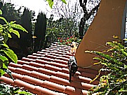 2 junge K�tzchen auf dem Gel�nde der 'casa Conchita' in Tijarafe Isla LA PALMA 2010 