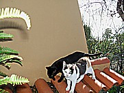 2 junge K�tzchen auf dem Gel�nde der 'casa Conchita' in Tijarafe Isla LA PALMA 2010 