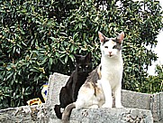2 junge K�tzchen auf dem Gel�nde der 'casa Conchita' in Tijarafe Isla LA PALMA 2010 