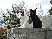 2 junge K�tzchen auf dem Gel�nde der 'casa Conchita' in Tijarafe Isla LA PALMA 2010 