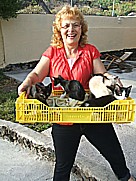 ... gar nicht so leicht, die Balance zu halten, bei den Unruhegeistern ... Conchita mit den 4 jungen K�tzchen 'Negrita', 'Menos-blanca', 'Tranquilito', 'Mas-blanca' auf dem Gel�nde der casa Jochen in Todoque, Isla  LA PALMA 2009 