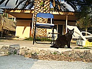 Katzenmutter 'Artista' auf dem Gel�nde der 'casa Jochen' in Todoque, Isla LA PALMA, Januar 2010 