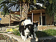 gatitas 'Mas-blanca' und 'Menos-blanca' auf dem Gel�nde der 'casa Jochen' in Todoque, Isla LA PALMA, Januar 2010