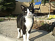 ... K�tzchen 'Menos-blanca' glotzt nachdenklich in die Kamera_auf dem Gel�nde der 'casa Jochen' in Todoque, Isla LA PALMA 2010