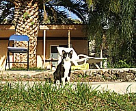 gatita 'Menos-blanca' auf dem Gel�nde der 'casa Jochen' in Todoque, Isla LA PALMA, Januar 2010