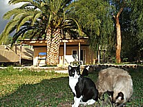 gatitos 'Menos-blanca', 'Mas-blanca' und 'Tranquilito' auf dem Gel�nde der 'casa Jochen' in Todoque, Isla LA PALMA, Januar 2010