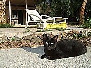 ... K�tzchen 'Negrita' aalt sich in der Sonne_auf dem Gel�nde der 'casa Jochen' in Todoque, Isla LA PALMA 2010