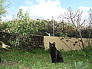 gatita 'Negrita' auf dem Gel�nde der 'casa Jochen' in Todoque, Isla LA PALMA, Januar 2010