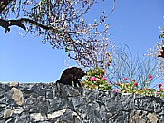 junges K�tzchen auf dem Gel�nde der 'casa Conchita' in Tijarafe, Isla LA PALMA, Januar 2010 mit ersten Mandelbl�ten 