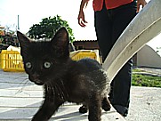 gatita 'Negrita' auf dem Gel�nde der casa Jochen in Todoque, Isla LA PALMA 2009