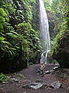 Die 'cascada de los Tilos' (Wasserfall von Los Tilos, N�he Los Sauces), Attraktion im 'Barranco del Agua', mit Riesenfarnen, Efeugirlanden, eine �ppige, urwaldartige Flora im Nordosten La Palmas, in einem Gebiet, wo sich die gr�ssten Best�nde des urspr�nglichen Lorbeerwaldes 'La Palmas' befinden_hier: Jochen wandert durch pr�chtige Natur