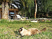 Katerchen 'Tranquilito' auf dem Gel�nde der 'casa Jochen' in Todoque, Isla LA PALMA, Januar 2010
