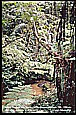MALAYSIA_Cameron Highlands_walking in tropical area_like in a jungle_my motorcycle-world-trip 1995/96_Jochen A. H�bener